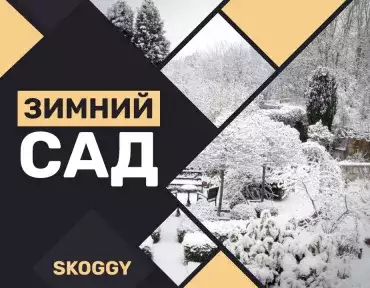 Зимний сад Зимний сад