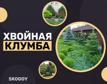 Хвойная клумба: вечнозеленое украшение вашего участка Хвойная клумба: вечнозеленое украшение вашего участка