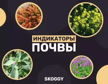 Растения - индикаторы почвы Растения - индикаторы почвы