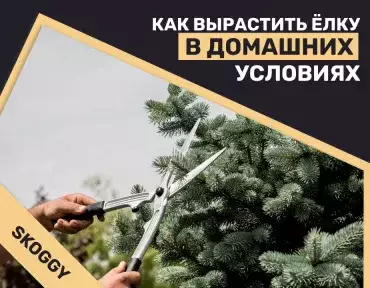 Как вырастить елку в домашних условиях Как вырастить елку в домашних условиях